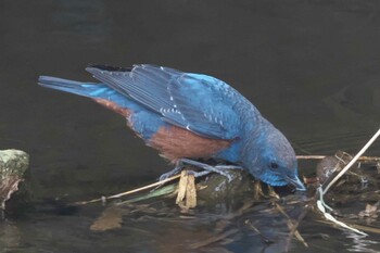 2021年1月23日(土) 池子の森自然公園の野鳥観察記録