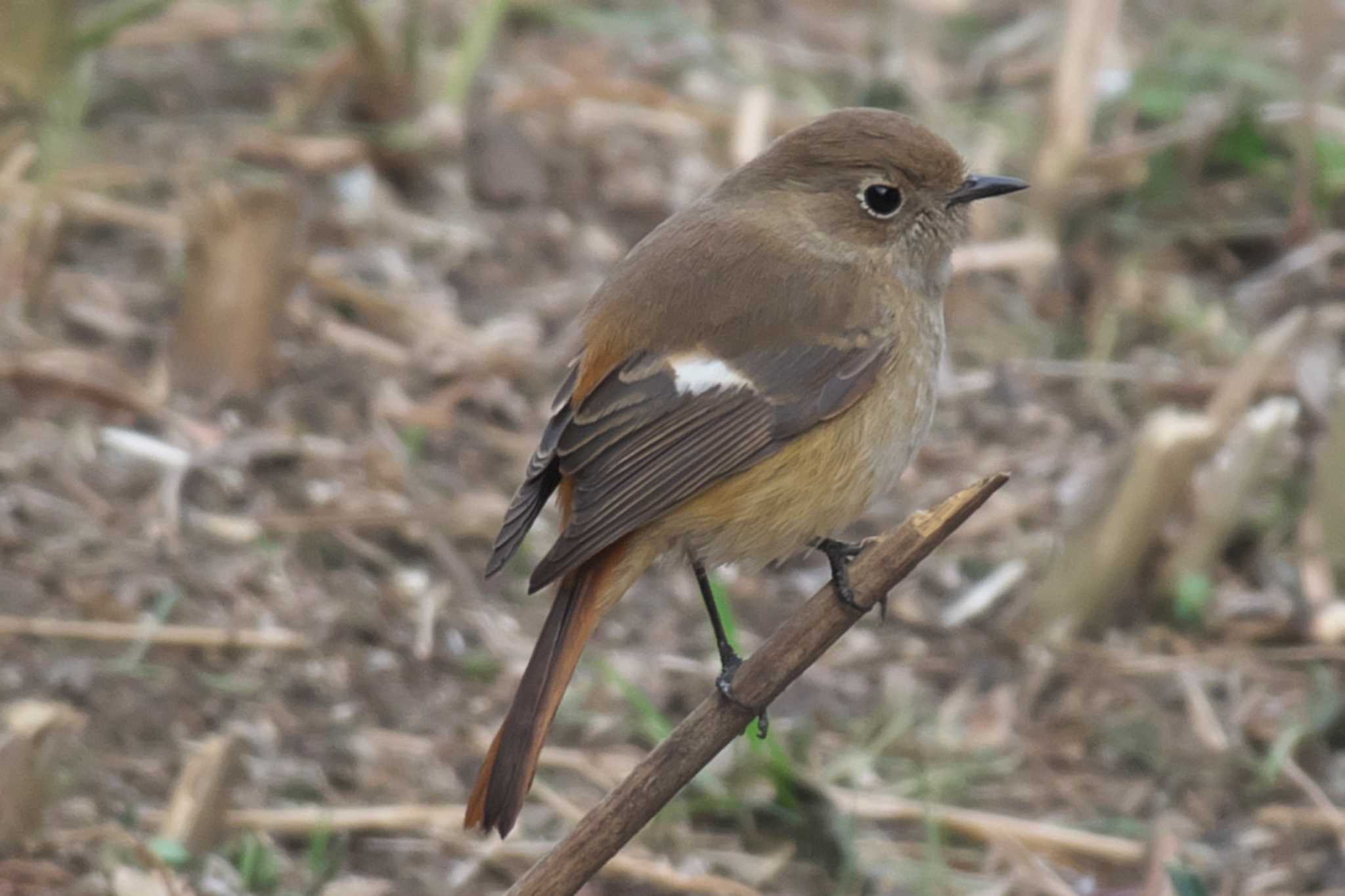 Photo of Daurian Redstart at 池子の森自然公園 by Y. Watanabe