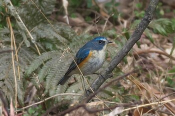 2021年1月11日(月) 池子の森自然公園の野鳥観察記録