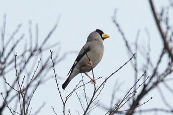 イカル 池子の森自然公園 2021年1月11日(月)