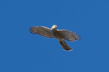 2021年1月9日(土) 池子の森自然公園の野鳥観察記録