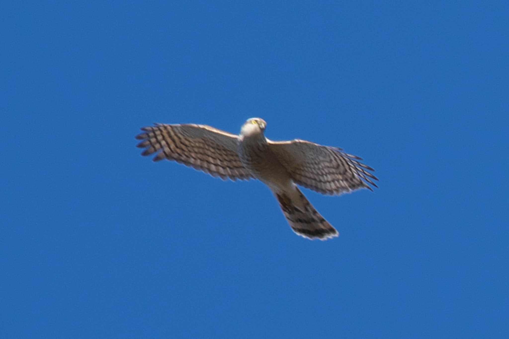 Japanese Sparrowhawk