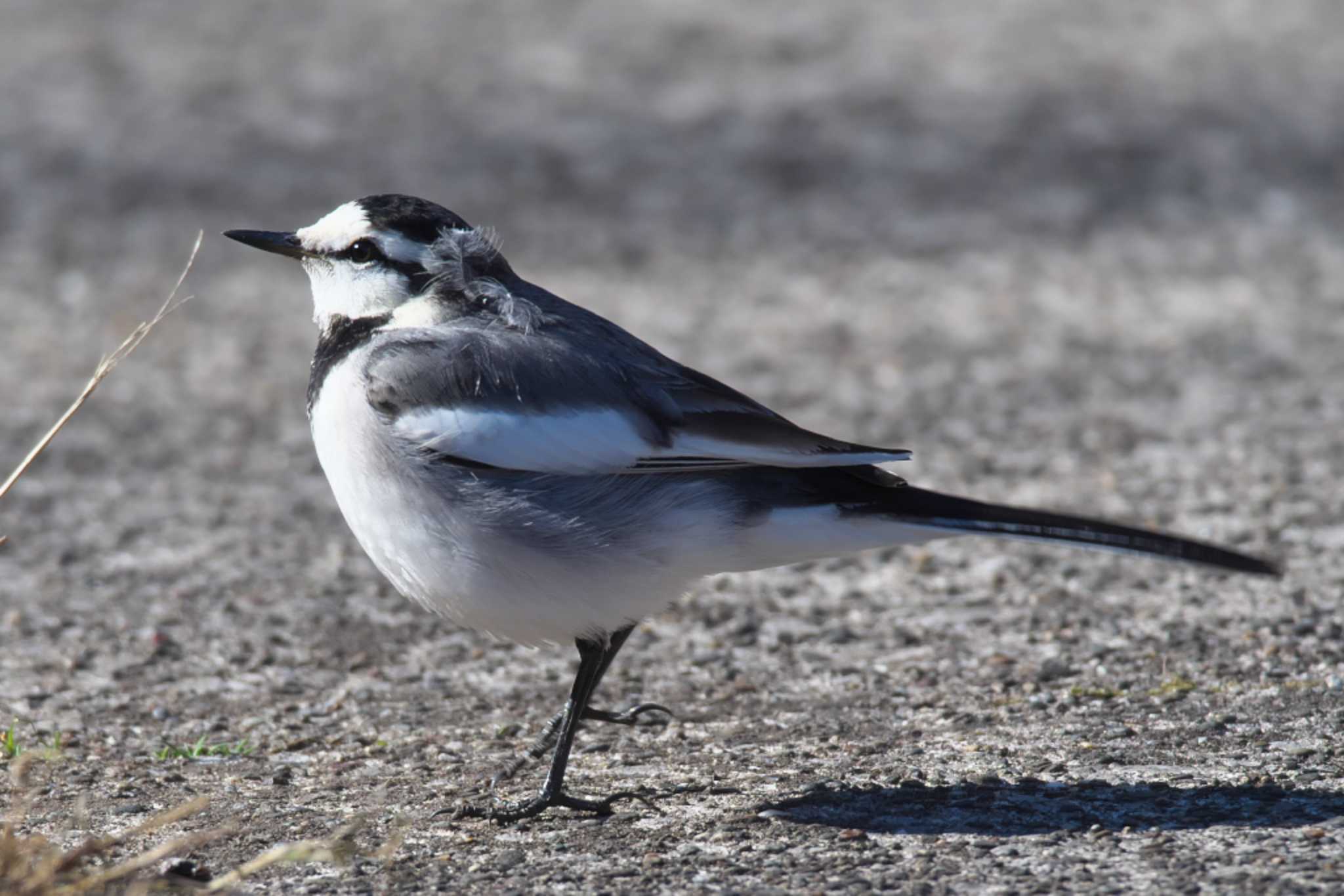 White Wagtail