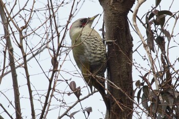 アオゲラ 池子の森自然公園 2021年1月11日(月)