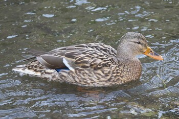 マガモ 池子の森自然公園 2021年2月20日(土)