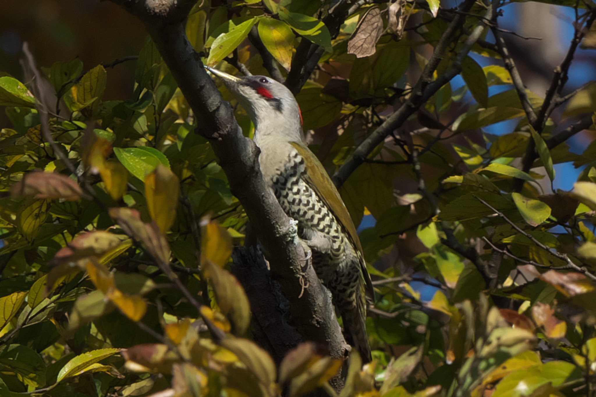 Photo of Japanese Green Woodpecker at 池子の森自然公園 by Y. Watanabe