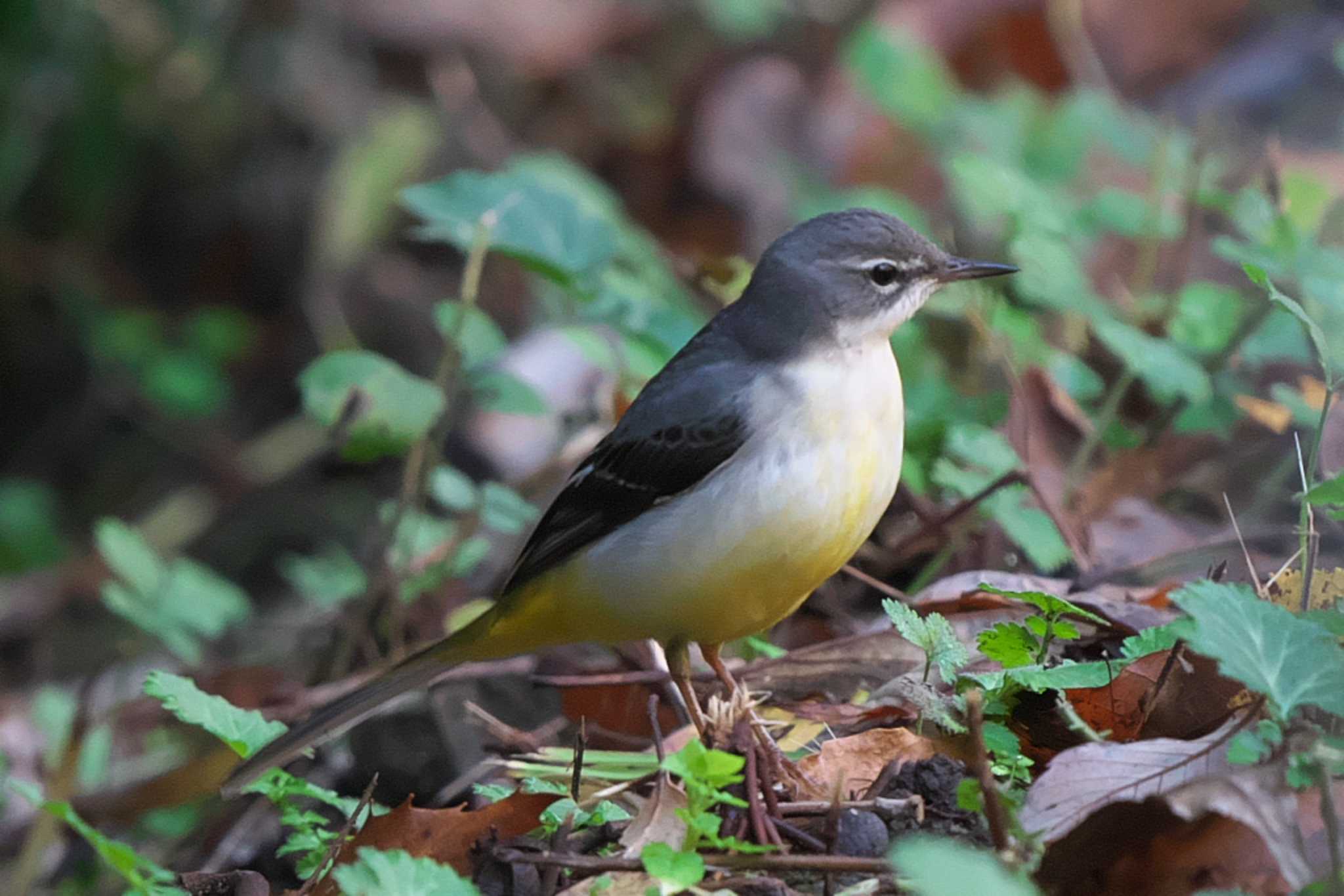 Photo of Grey Wagtail at 池子の森自然公園 by Y. Watanabe