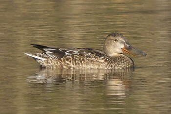 Northern Shoveler 池子の森自然公園 Sat, 12/4/2021