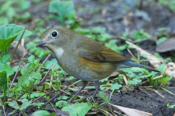 ルリビタキ 池子の森自然公園 2021年11月24日(水)