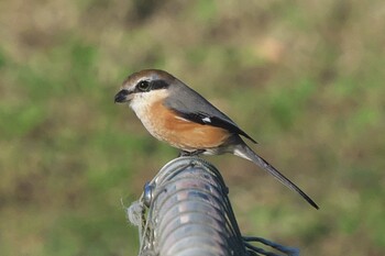 2021年11月24日(水) 池子の森自然公園の野鳥観察記録