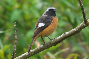 Daurian Redstart 池子の森自然公園 Wed, 10/27/2021