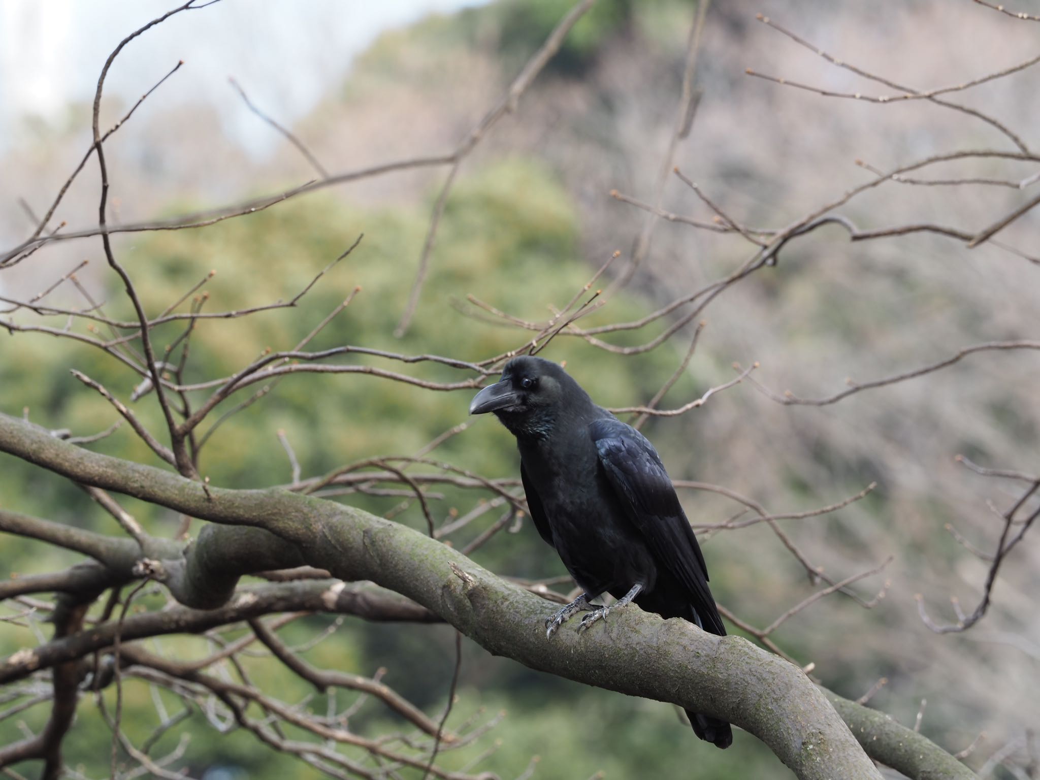 横浜市児童遊園地 ハシブトガラスの写真 by カルル