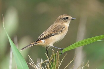 ノビタキ 池子の森自然公園 2021年10月16日(土)