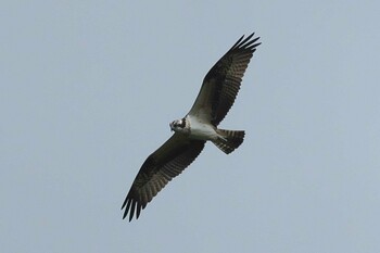 Sat, 9/11/2021 Birding report at 池子の森自然公園