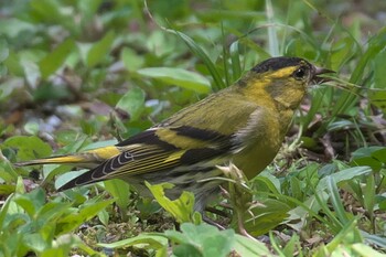 Eurasian Siskin 池子の森自然公園 Sun, 4/18/2021