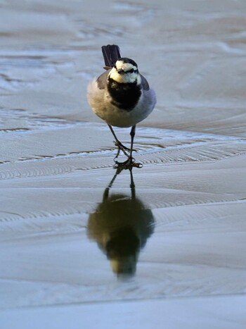 2022年1月17日(月) 石神井公園の野鳥観察記録