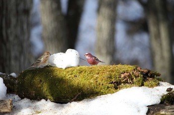 Pallas's Rosefinch Saitama Prefecture Forest Park Mon, 2/6/2017