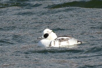 Smew 愛知県豊川市八幡町大池 Fri, 12/31/2021