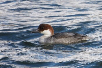 Smew 愛知県豊川市八幡町大池 Fri, 12/31/2021