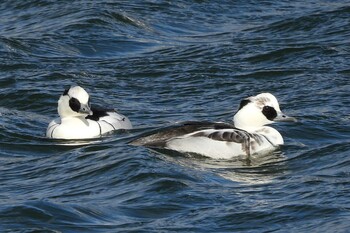 Smew 愛知県豊川市八幡町大池 Fri, 12/31/2021