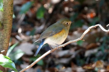 Red-flanked Bluetail 愛知県豊川市弘法山公園 Sun, 1/9/2022