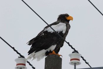 Steller's Sea Eagle Notsuke Peninsula Tue, 12/27/2016