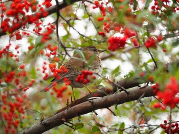 未同定 庄内緑地公園 2022年1月17日(月)