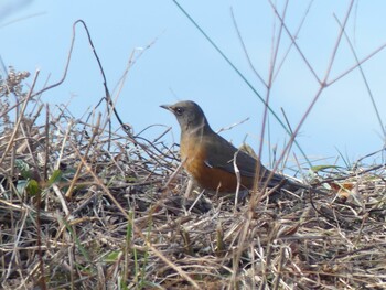 2022年1月17日(月) 水元公園の野鳥観察記録