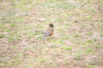 Brown-headed Thrush Akigase Park Mon, 2/27/2017