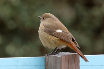 Daurian Redstart 多摩市 Mon, 1/10/2022