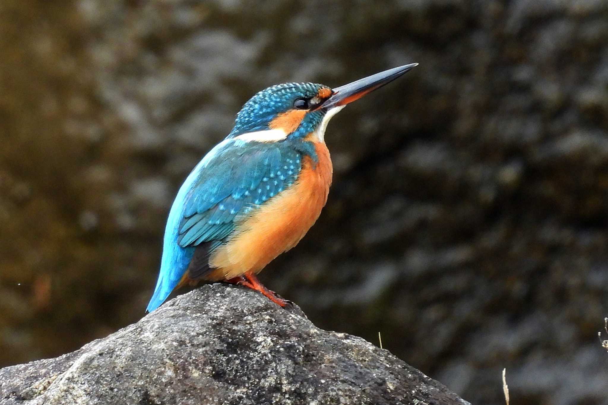 Common Kingfisher