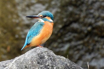 Common Kingfisher 東三河ふるさと公園 Sun, 12/12/2021