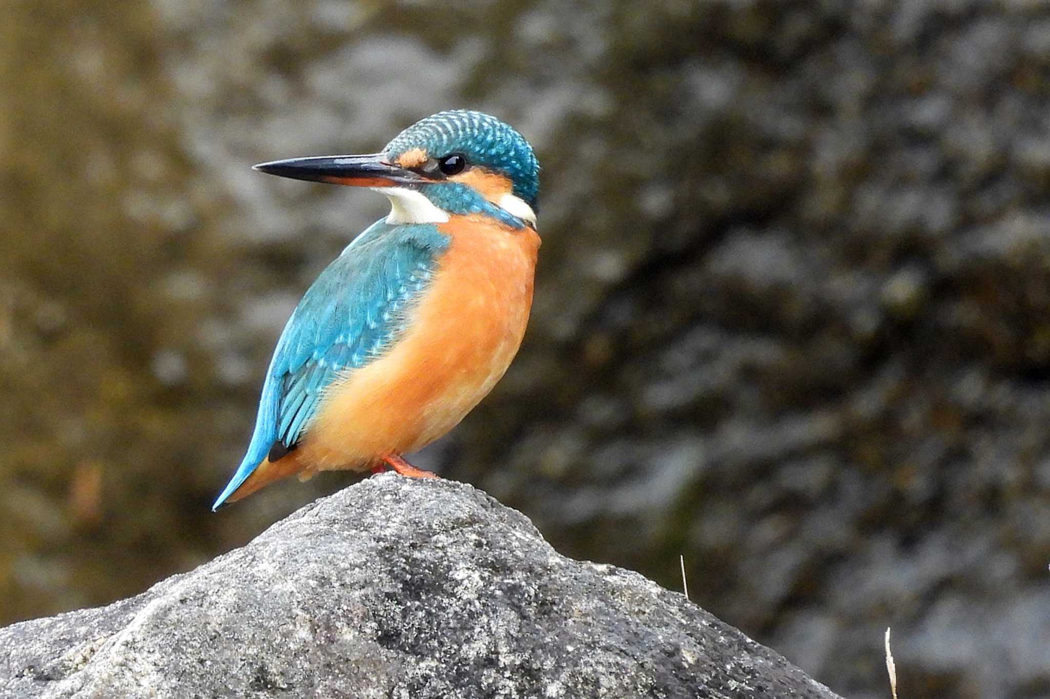 Common Kingfisher