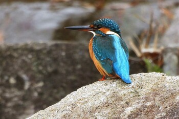 カワセミ 東三河ふるさと公園 2021年12月12日(日)