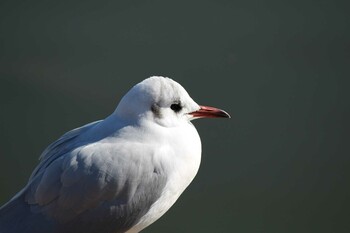 ユリカモメ 水元公園 2022年1月16日(日)