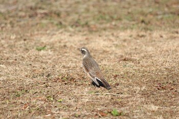 ツグミ 水元公園 2022年1月16日(日)