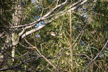 アトリ 秋ヶ瀬公園 2017年3月11日(土)