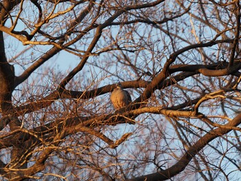 2022年1月16日(日) 洗足池(大田区)の野鳥観察記録