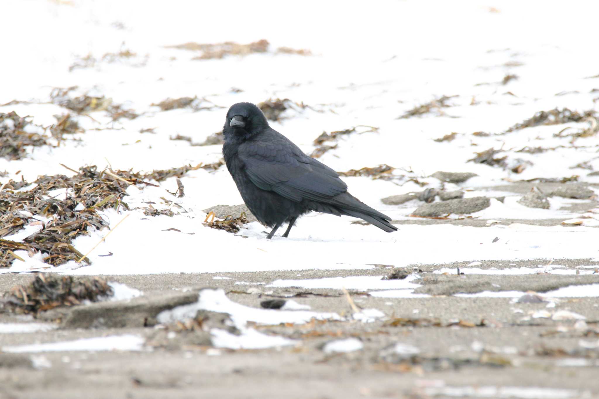 Photo of Northern Raven at Shunkunitai by 目指せ400