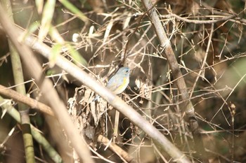 ルリビタキ 秋ヶ瀬公園 2017年2月27日(月)