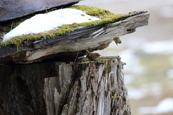 Eurasian Wren 中禅寺湖 Sun, 11/27/2016