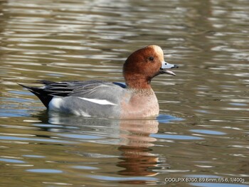 Eurasian Wigeon Osaka Tsurumi Ryokuchi Sat, 1/8/2022