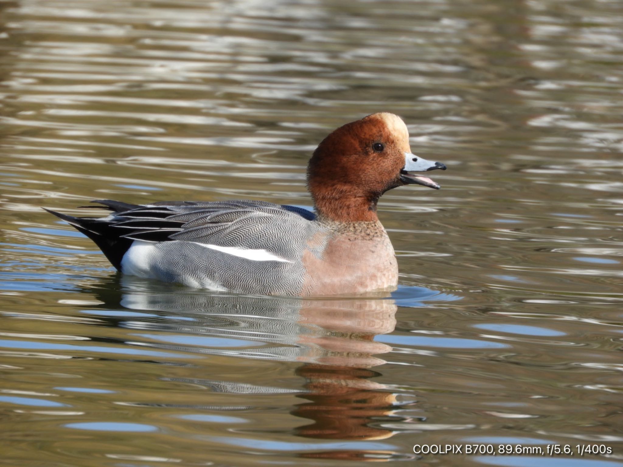 Eurasian Wigeon