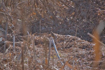 ジョウビタキ 北本自然観察公園 2022年1月17日(月)