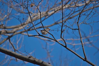 シメ 北本自然観察公園 2022年1月17日(月)