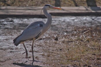 アオサギ 北本自然観察公園 2022年1月17日(月)