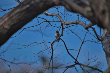 シメ 北本自然観察公園 2022年1月17日(月)