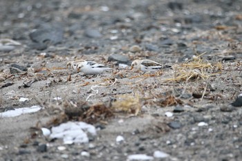 ユキホオジロ 春国岱原生野鳥公園(根室) 2016年12月29日(木)