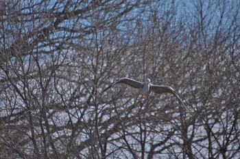 アオサギ 北本自然観察公園 2022年1月17日(月)