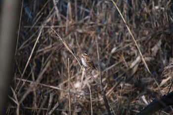 Mon, 1/17/2022 Birding report at Kitamoto Nature Observation Park